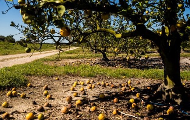 一些地区的柑橘作物损失预计将超过80%